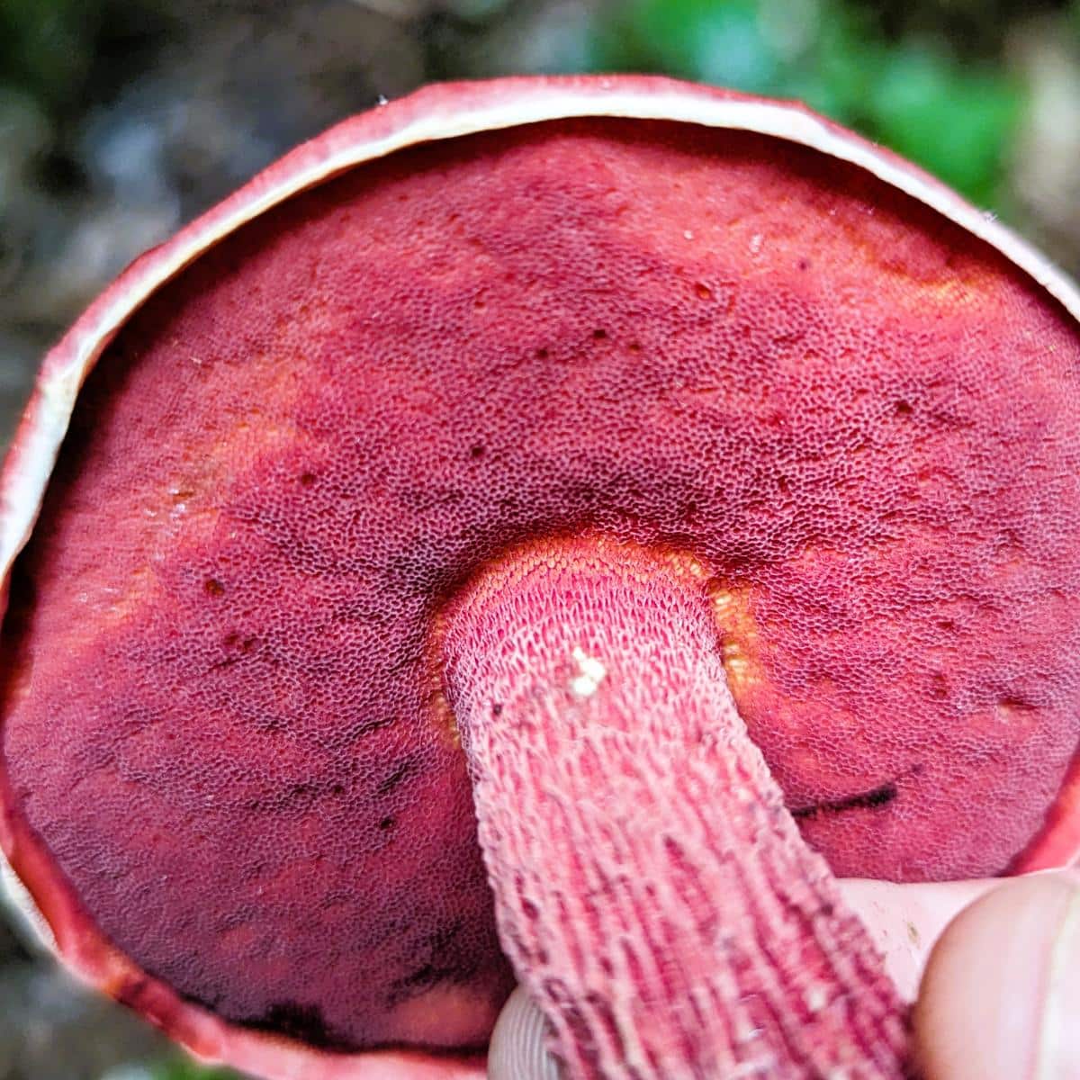 Exsudoporus frostii candy apple bolete