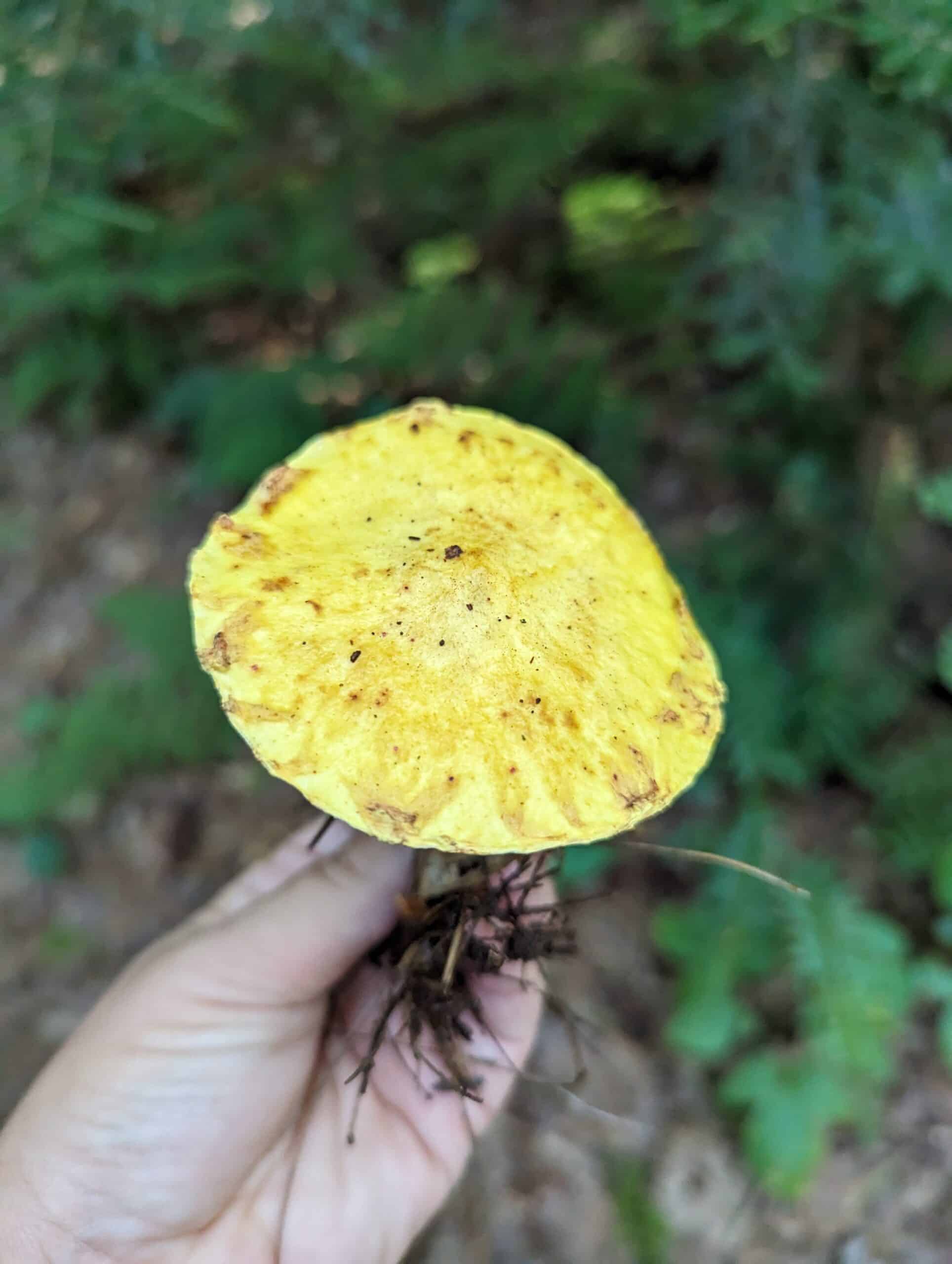 chicken fat mushroom