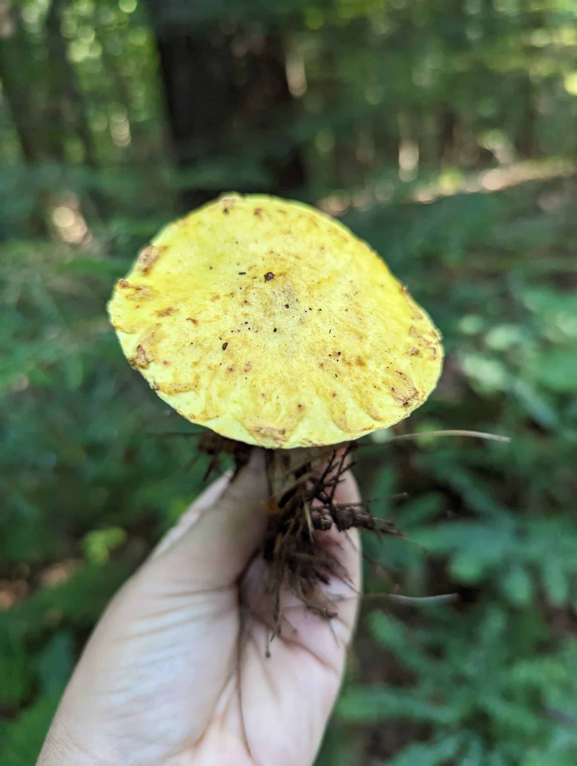 chicken fat mushroom suillus