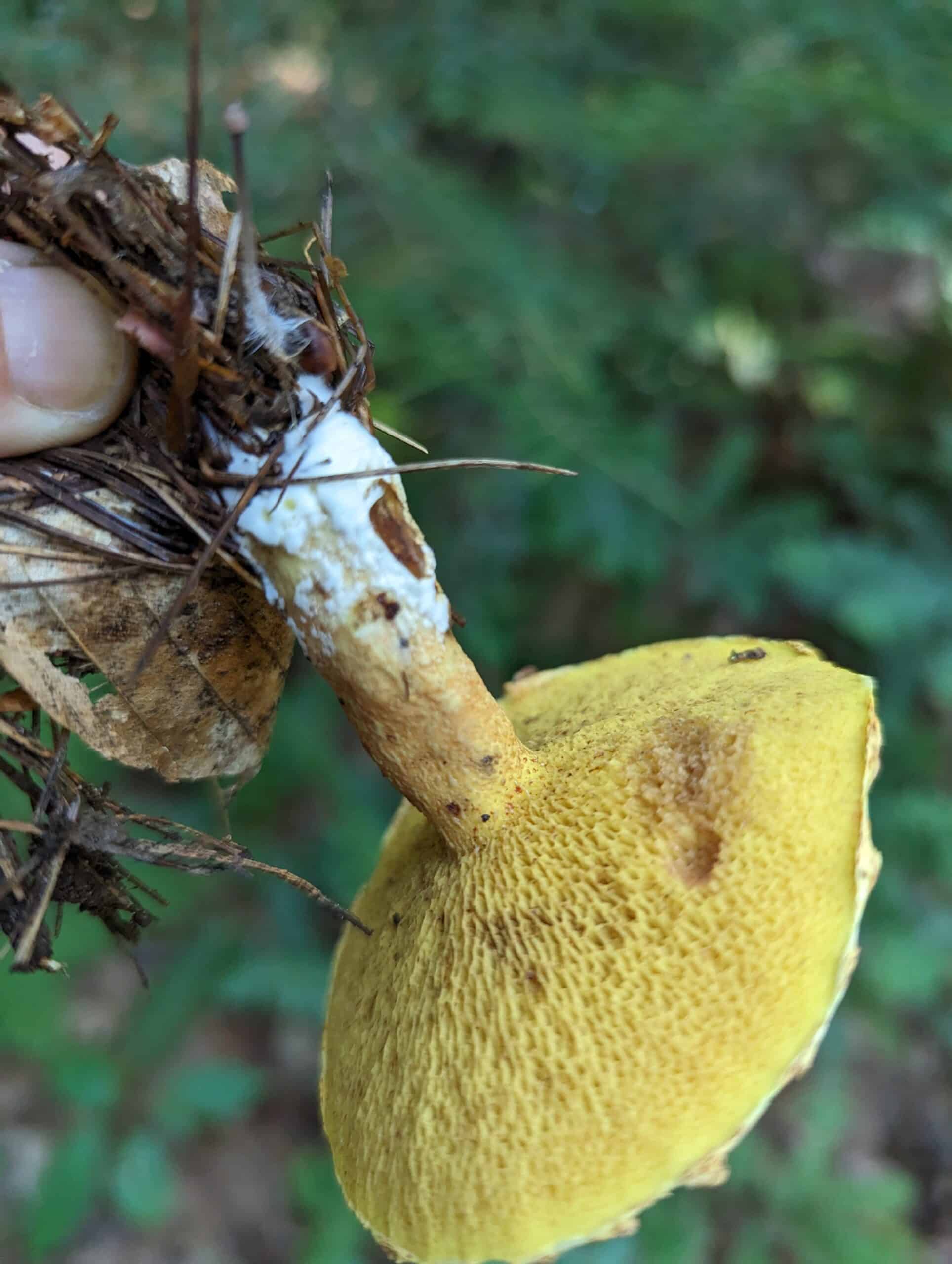 chicken fat bolete