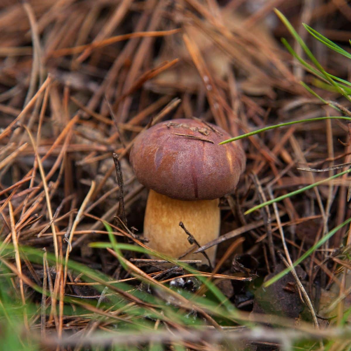 bay bolete