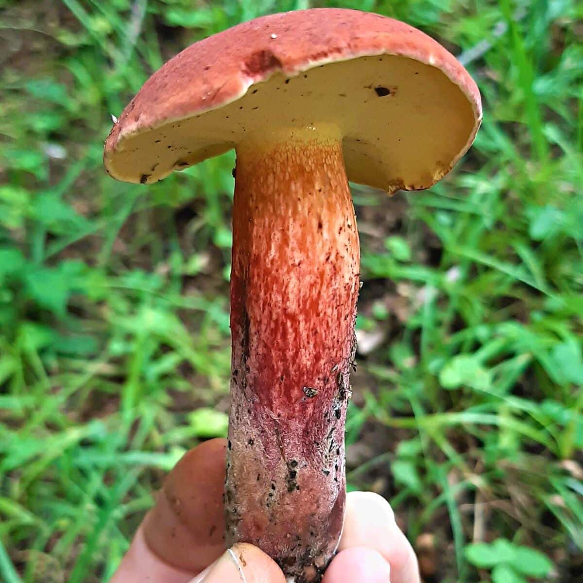 Boletes Mushroom Appreciation