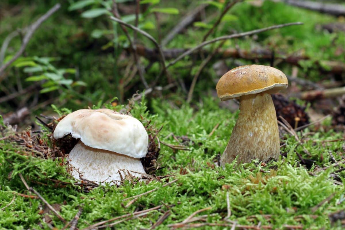 king and bitter boletes