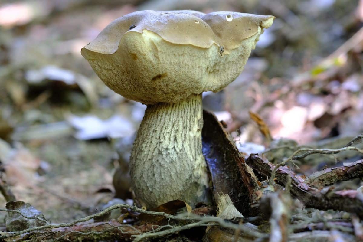 Tylopilus felleus