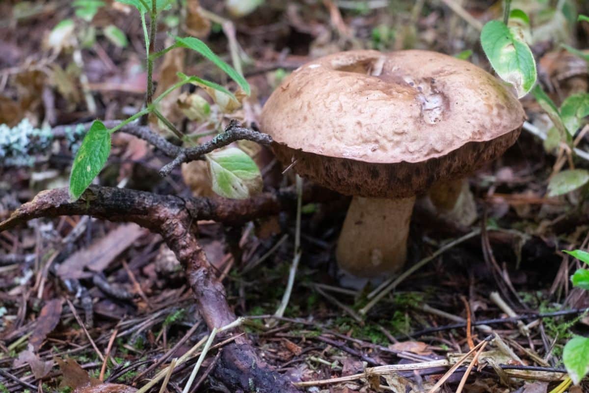 Tylopilus felleus