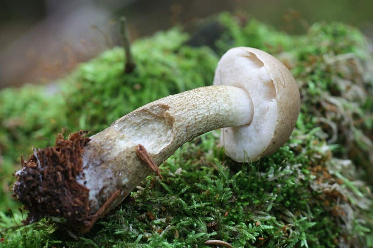 Tylopilus felleus