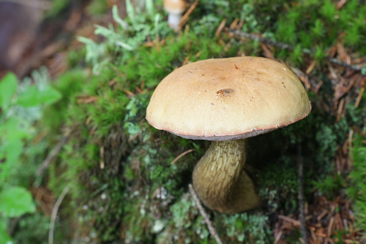 bitter bolete