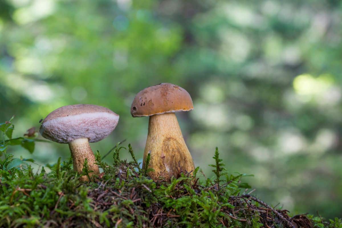 The bitter bolete is not poisonous, but its not fun to eat either. 
