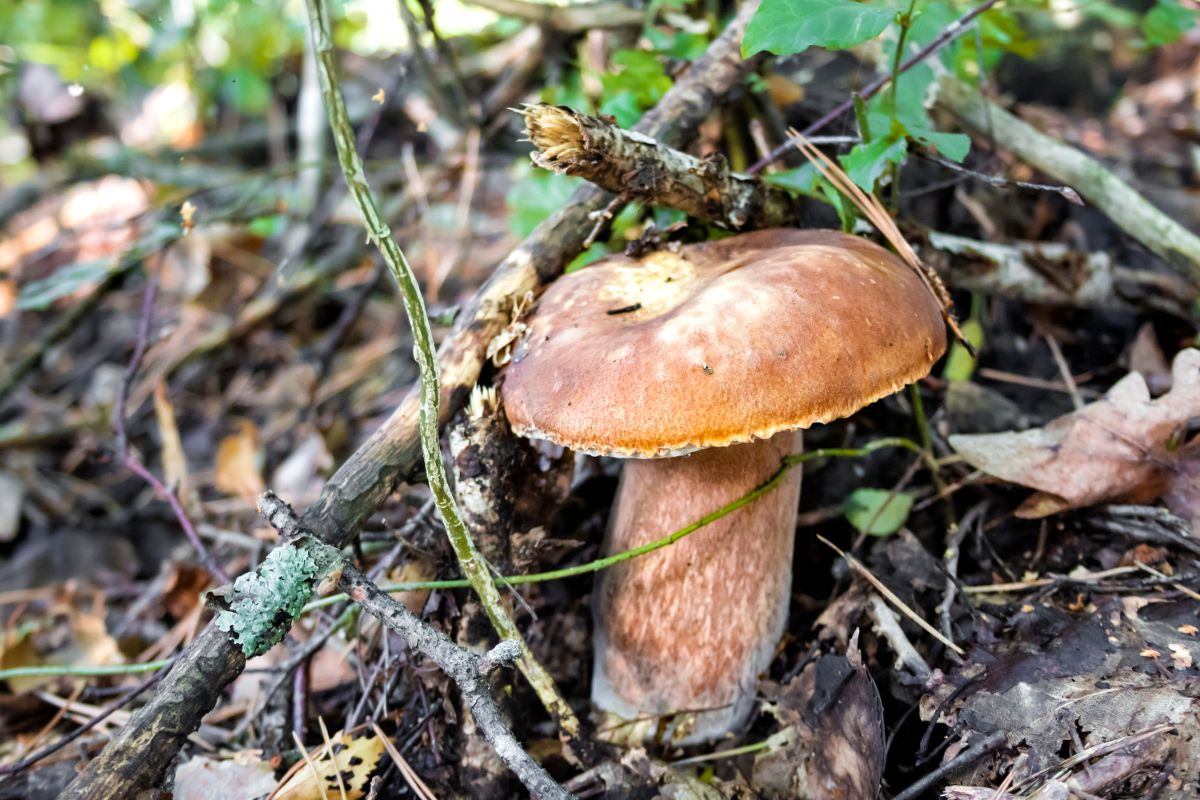 bitter bolete on forest floor