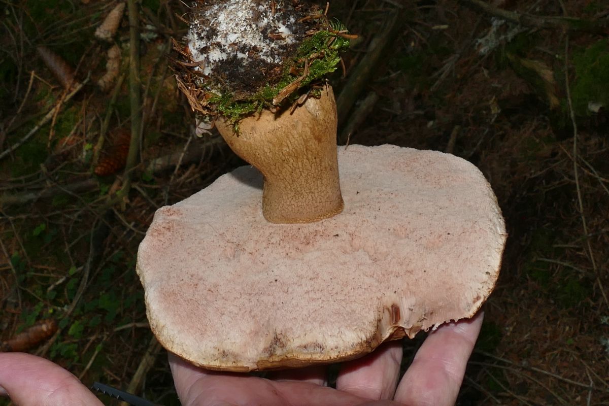 pink pores of bitter bolete