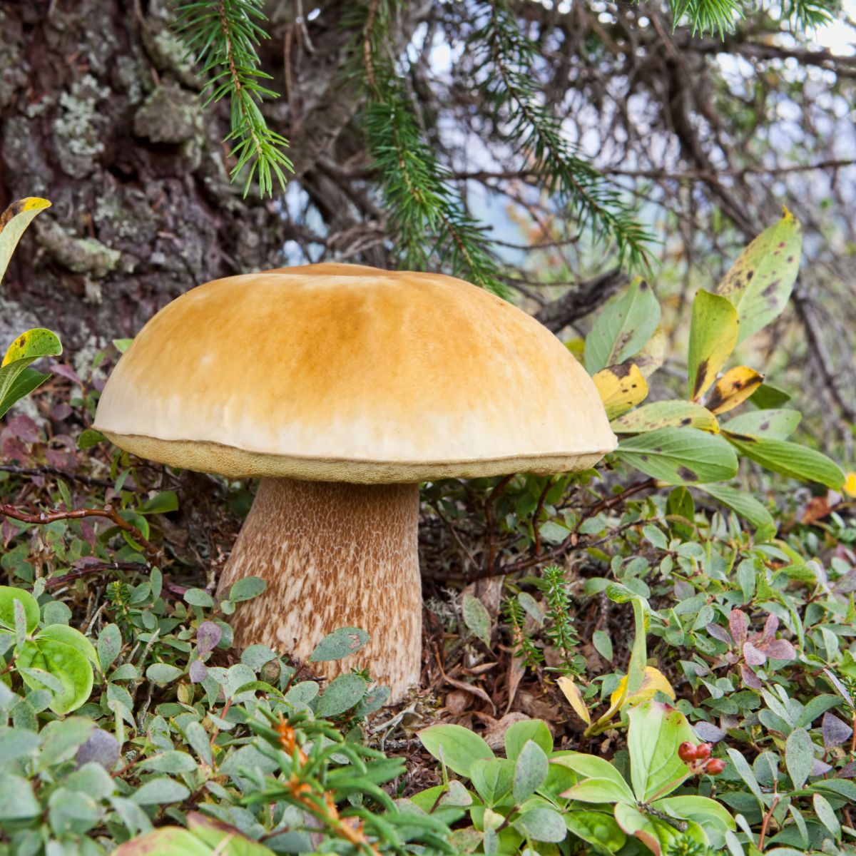 bolete and trees mycorrhizal 