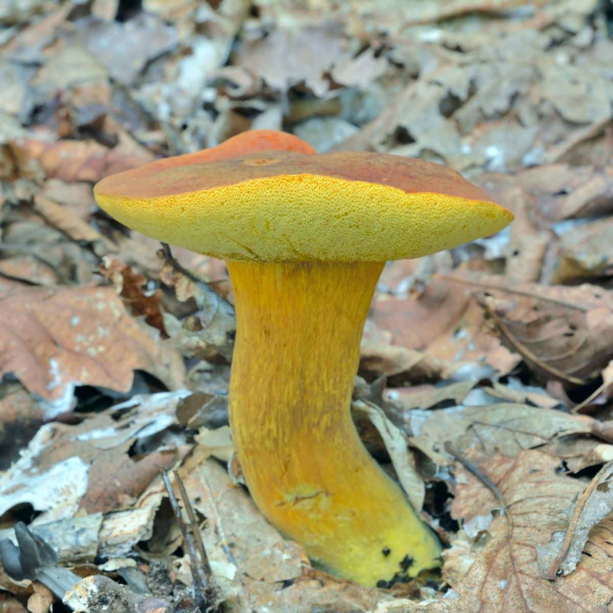 butter foot bolete