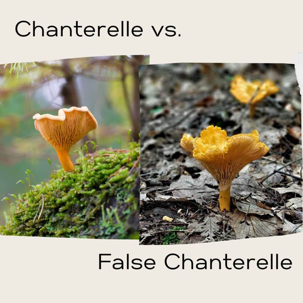 Chanterelles Mushroom Appreciation