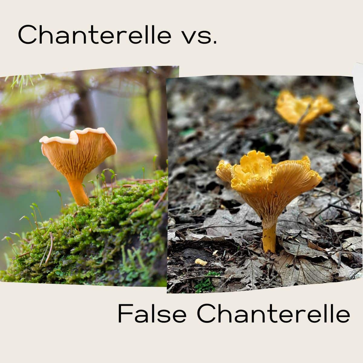 Chanterelle Vs False at Sherri Arter blog