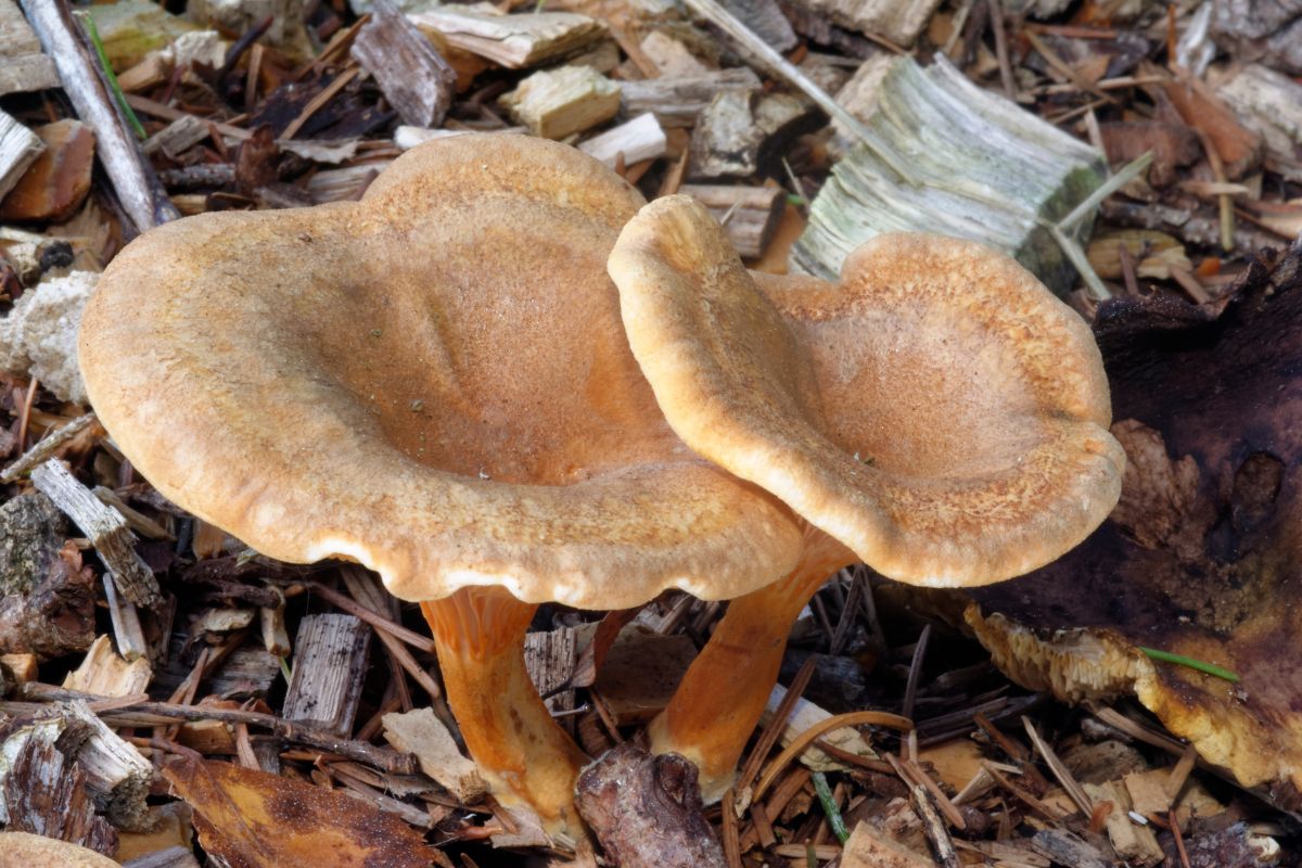 Hygrophoropsis aurantiaca