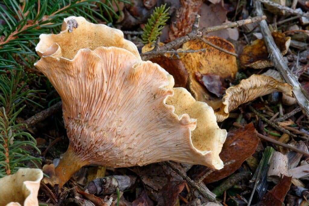 The False Chanterelle Identification, Habitat, and Uses Mushroom