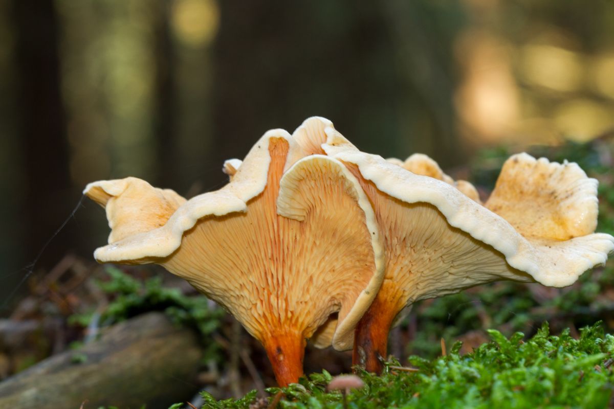false chanterelle mushroom