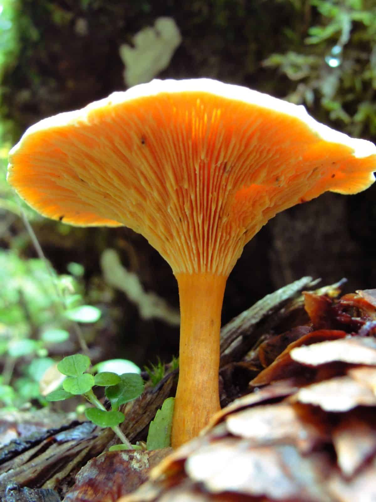 single false chanterelle on the forest floor