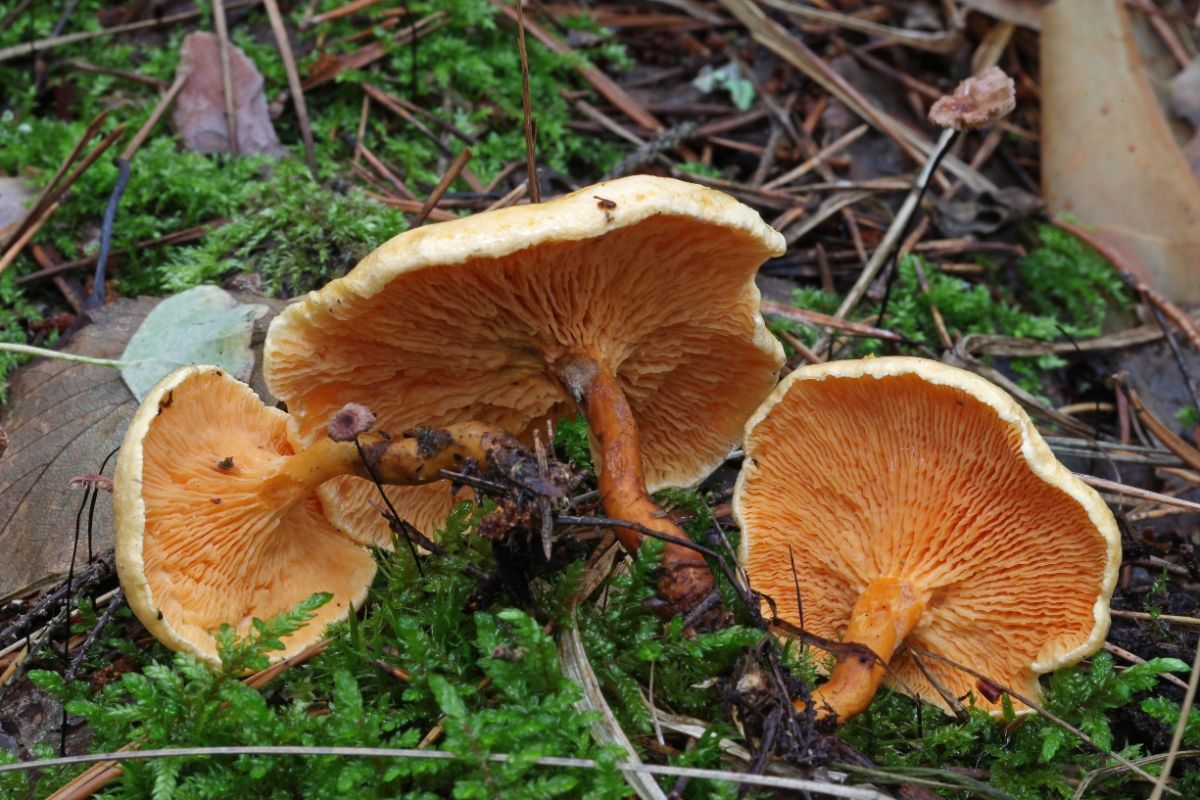 Hygrophoropsis aurantiaca