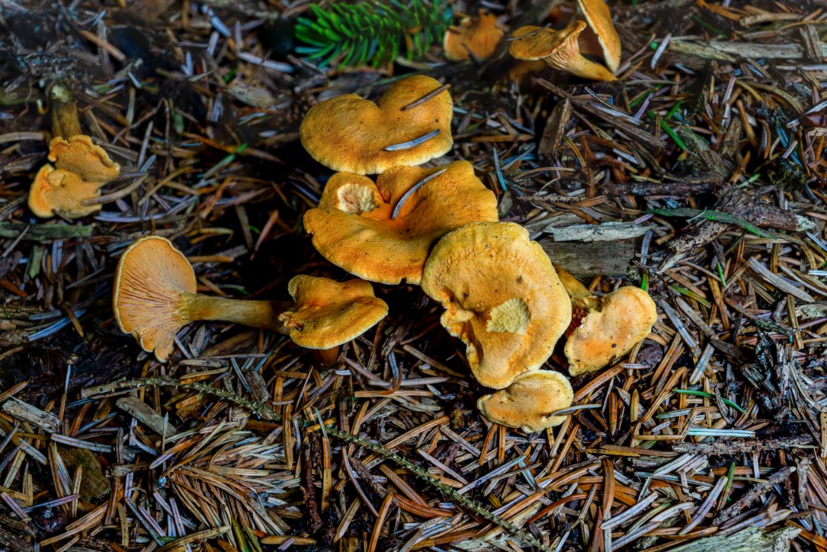 cluster of false chanterelle mushrooms