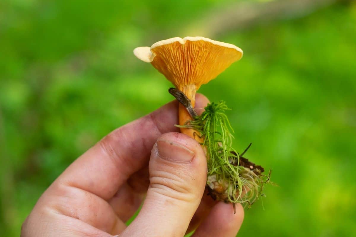 false chanterelle in hand