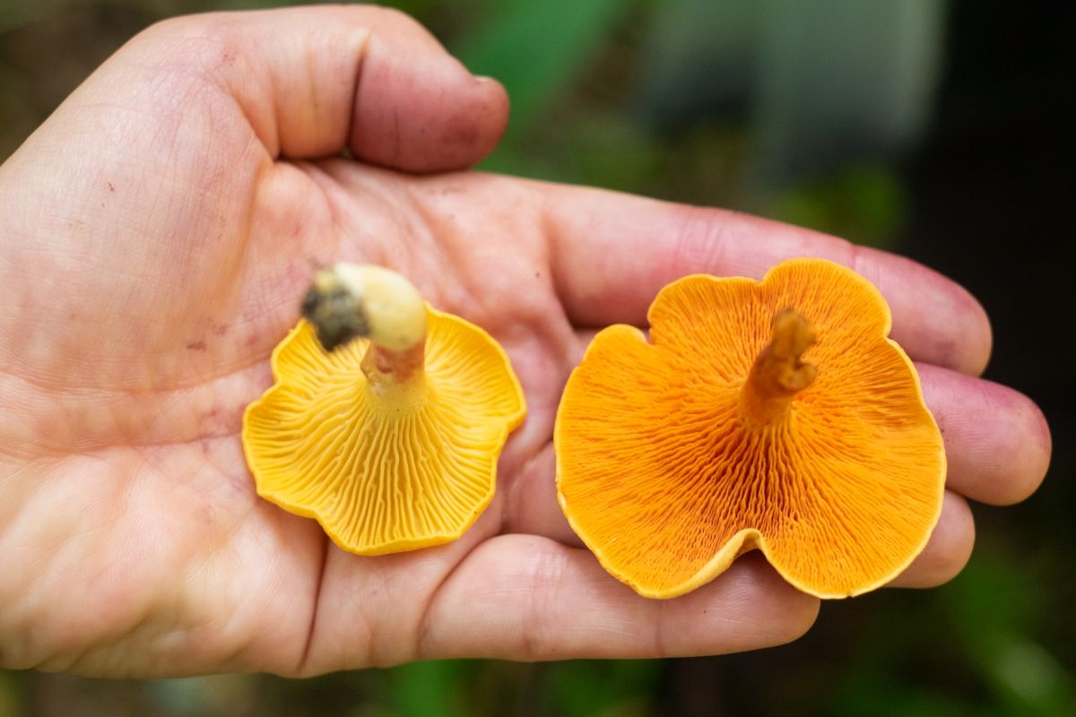 false chanterelle vs chanterelle gills chanterelle identification