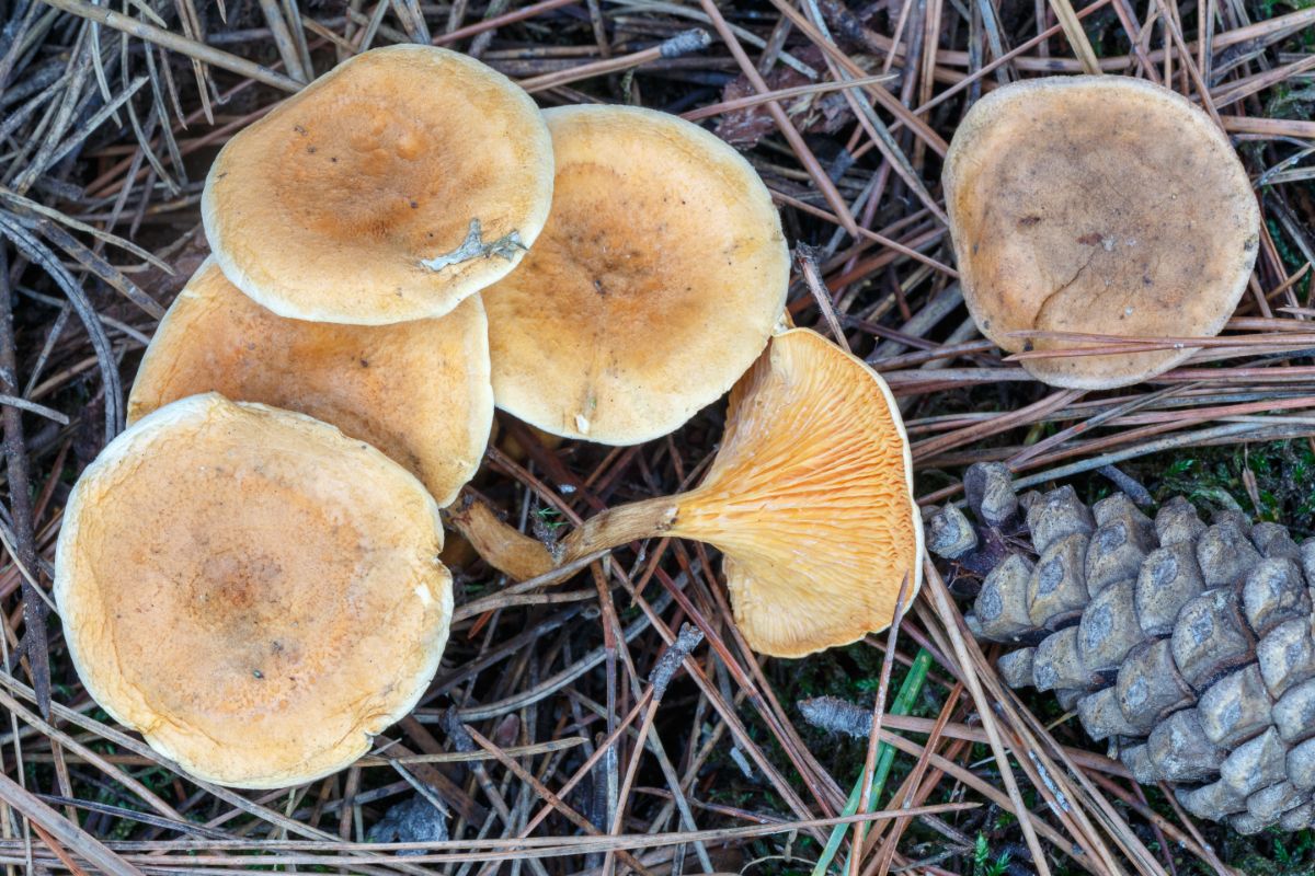 Hygrophoropsis aurantiaca