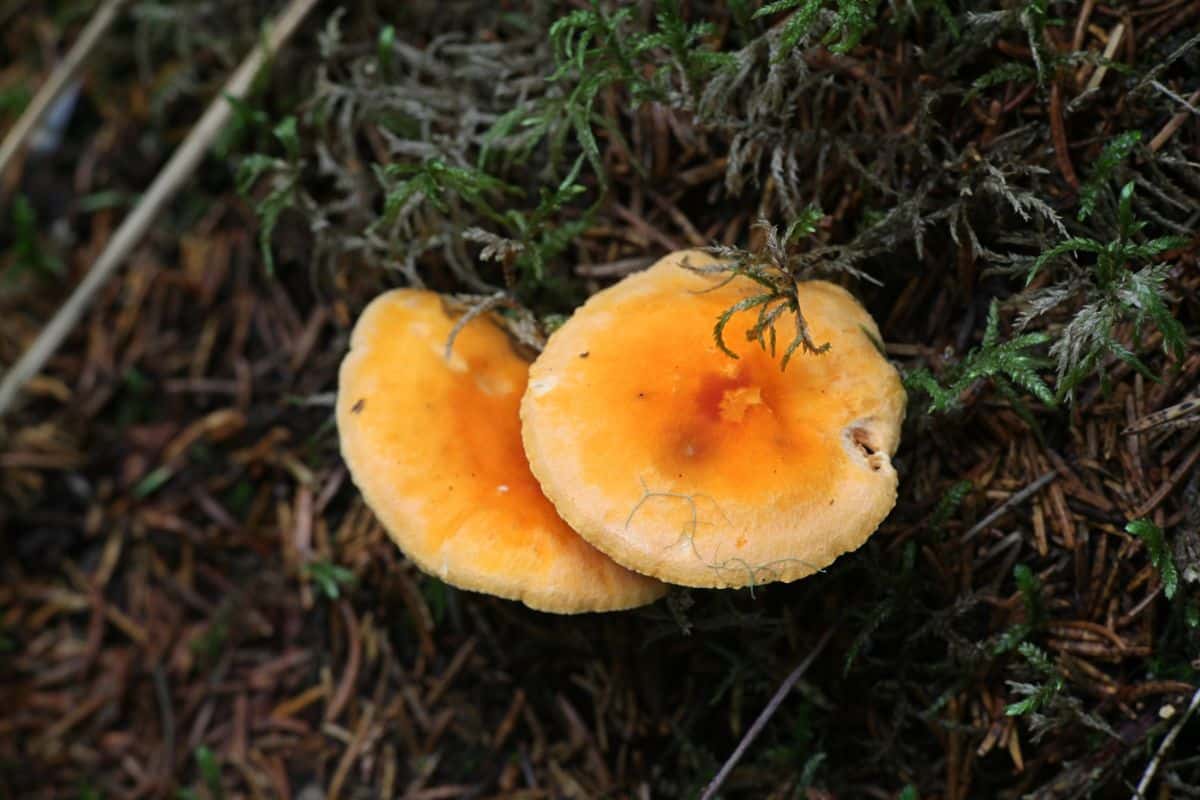 false chanterelle caps