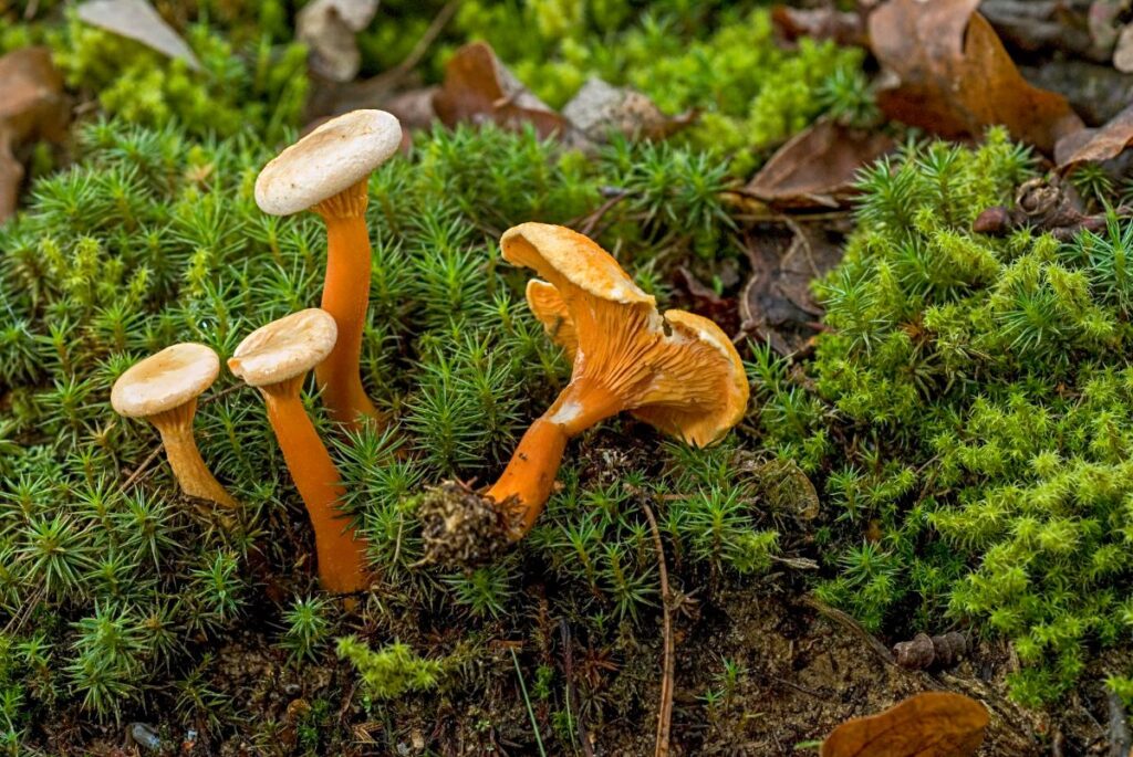 Chanterelle Identification How To Distinguish A False Chanterelle From