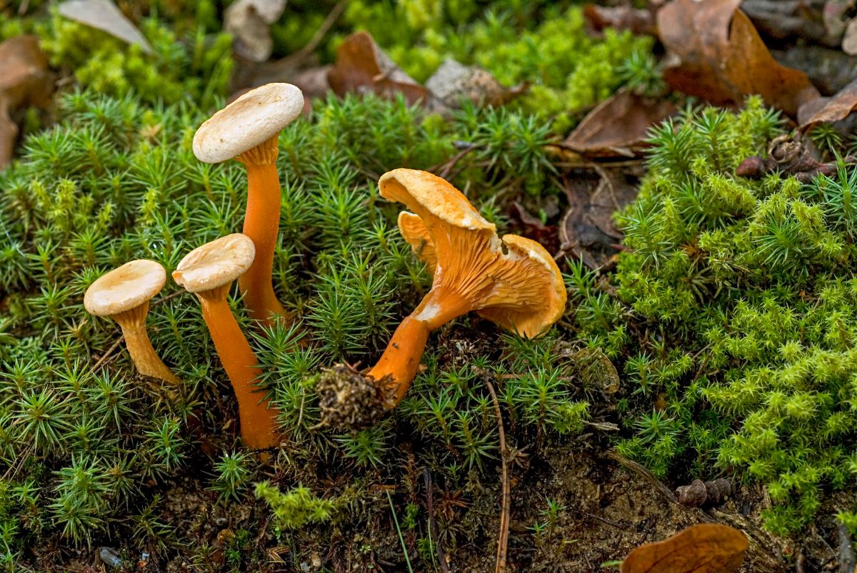 false chanterelles on the forest floor