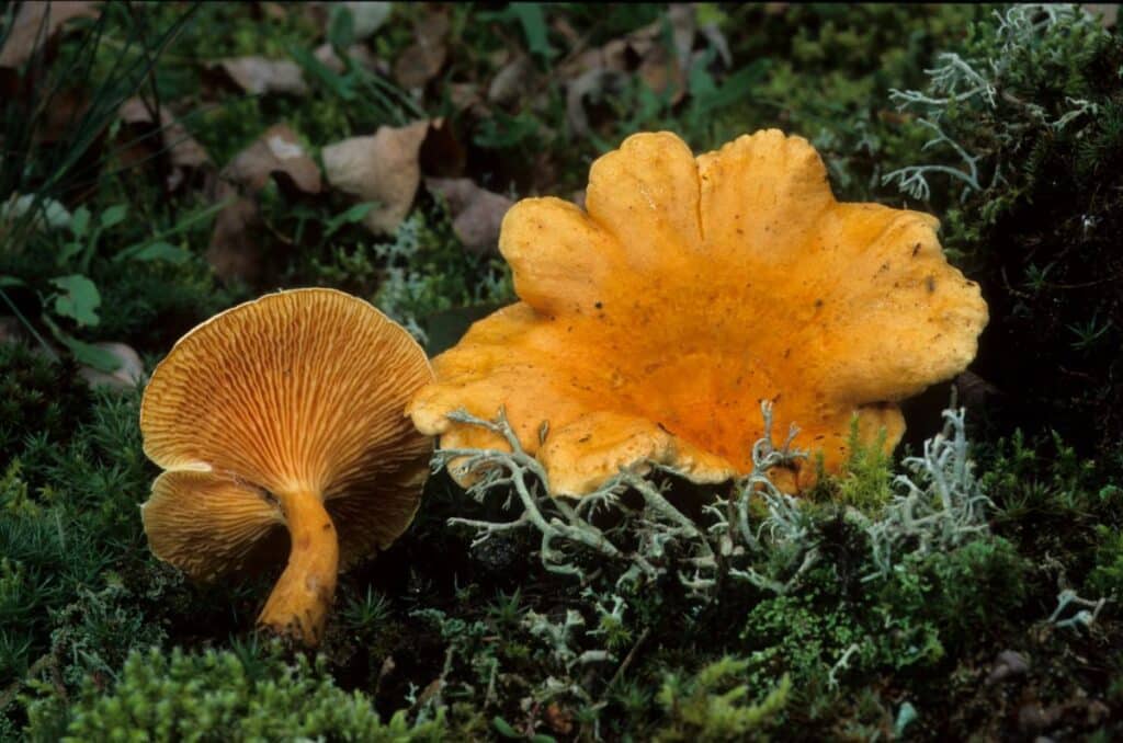 The False Chanterelle Identification, Habitat, and Uses Mushroom