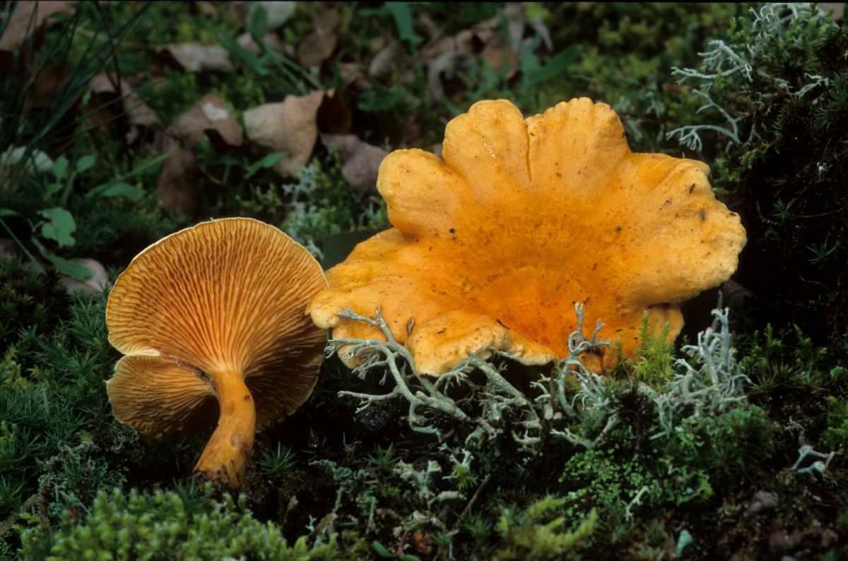 false chanterelles on the forest floor