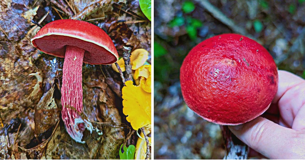 Frost's Bolete Identifying, Foraging, and Edibility Mushroom