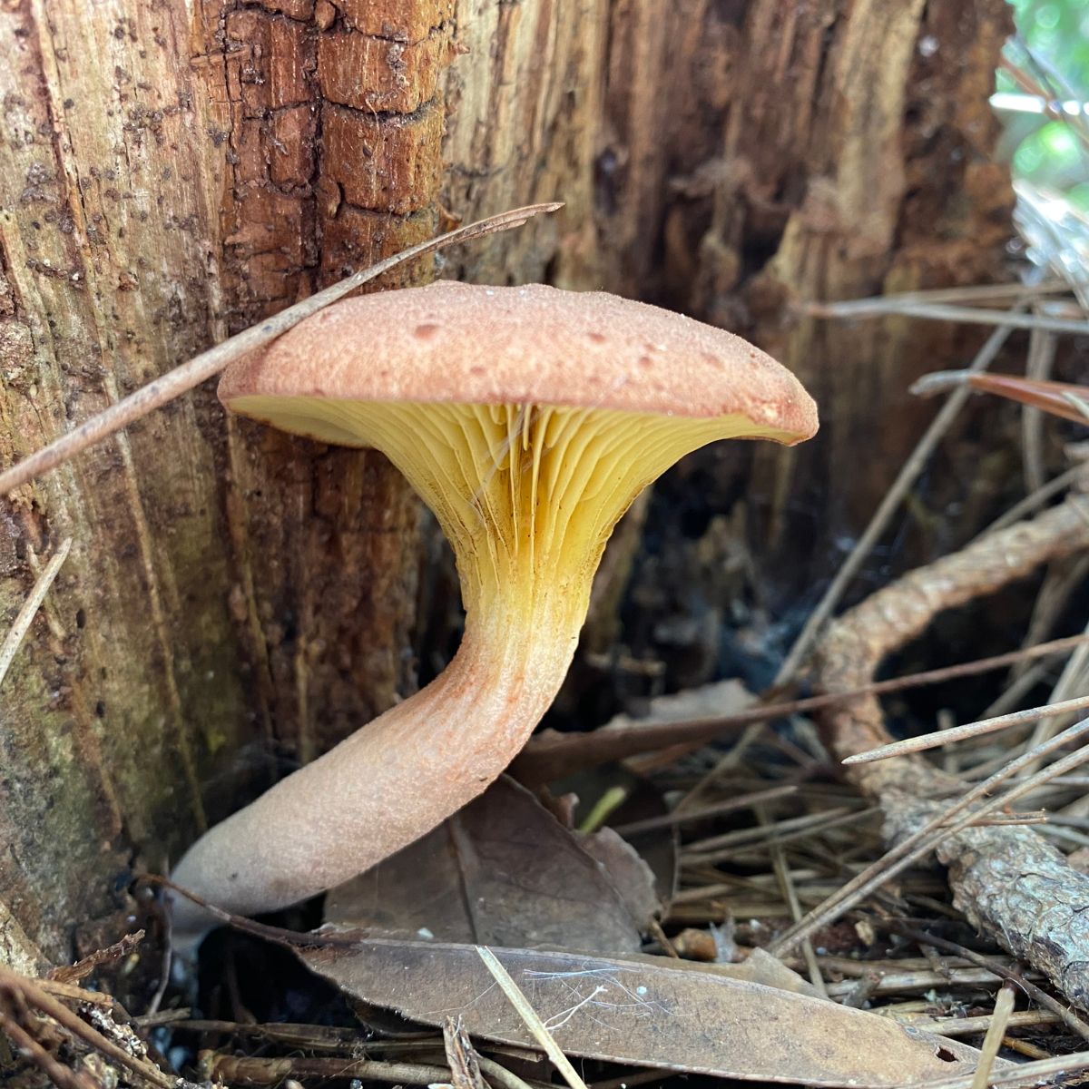 gilled bolete