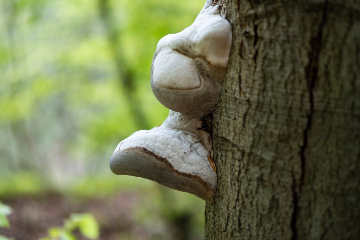 hoof fungus, tinder polypore