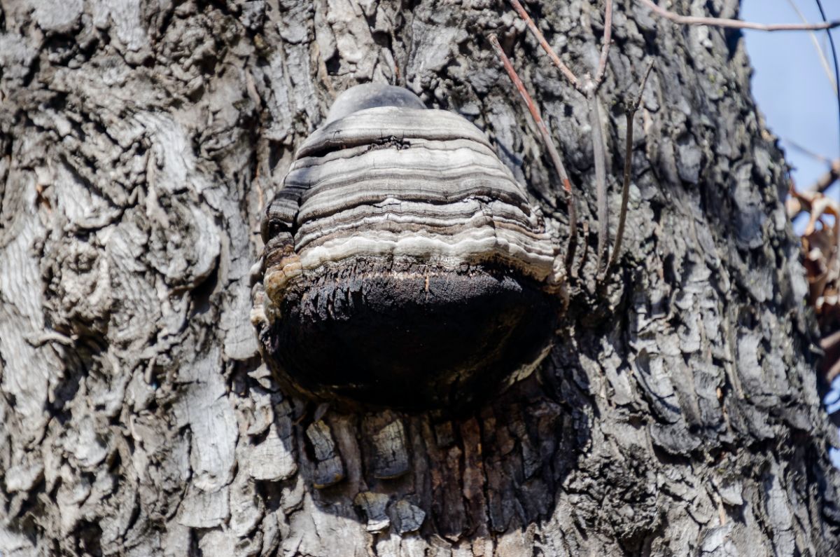 tinder fungus, tinder polypore, hoof fungus