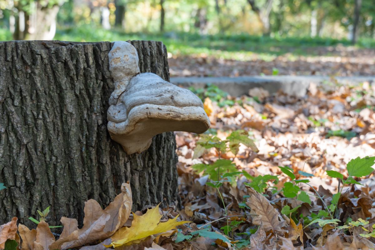 Fomes fomentarius