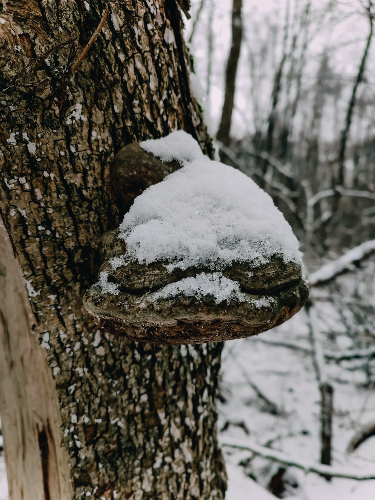 hoof fungus, tinder polypore