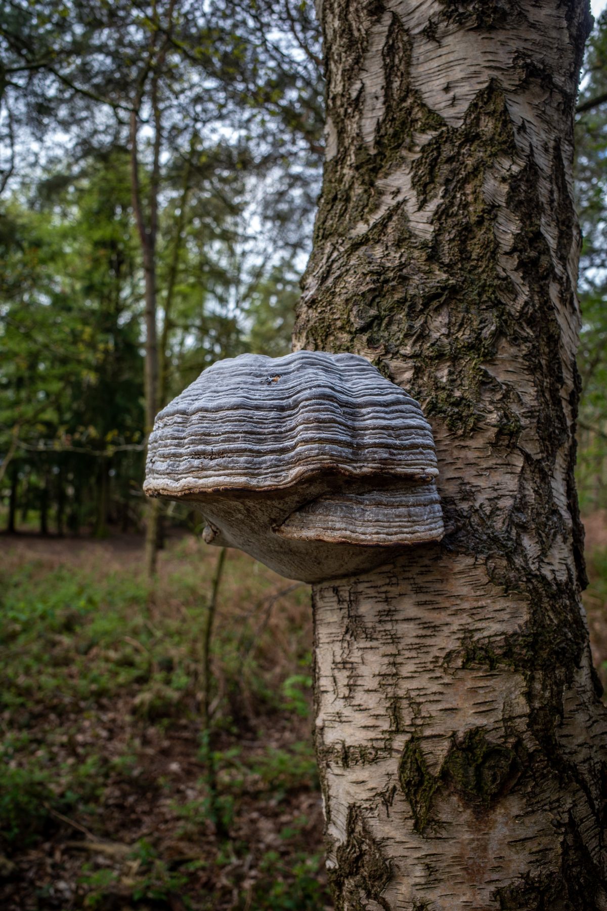 hoof fungus