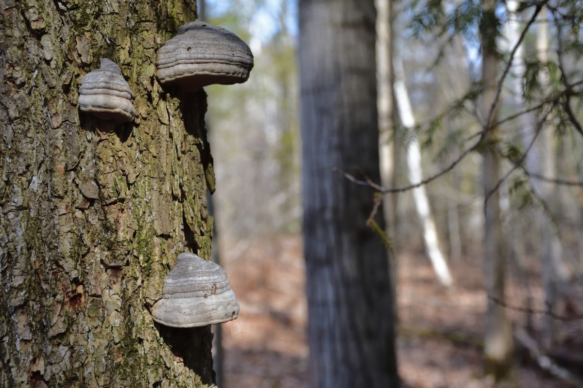 Fomes fomentarius