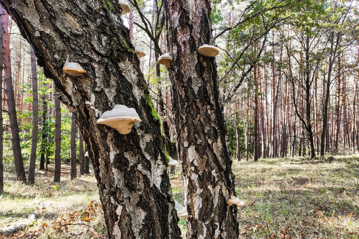 Fomes fomentarius