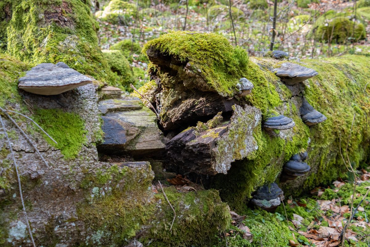 tinder fungus, hoof fungus