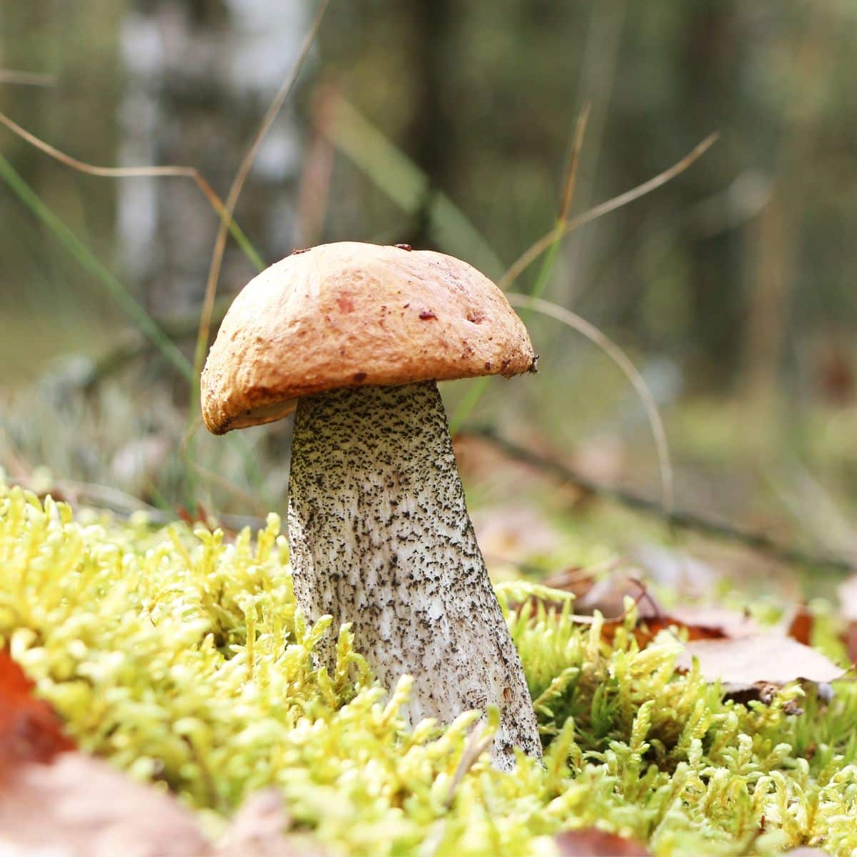 leccinum species mushroom