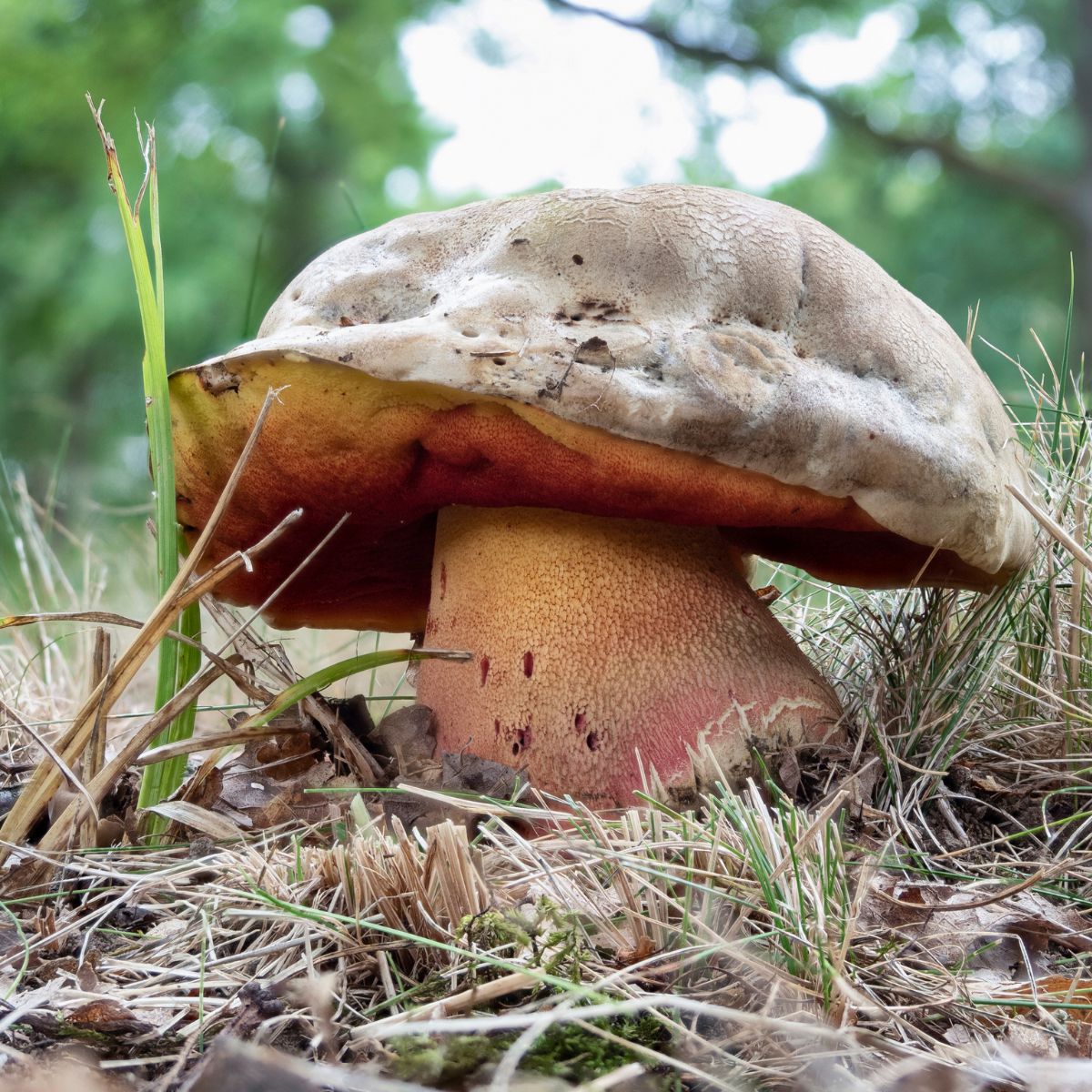 satan's bolete