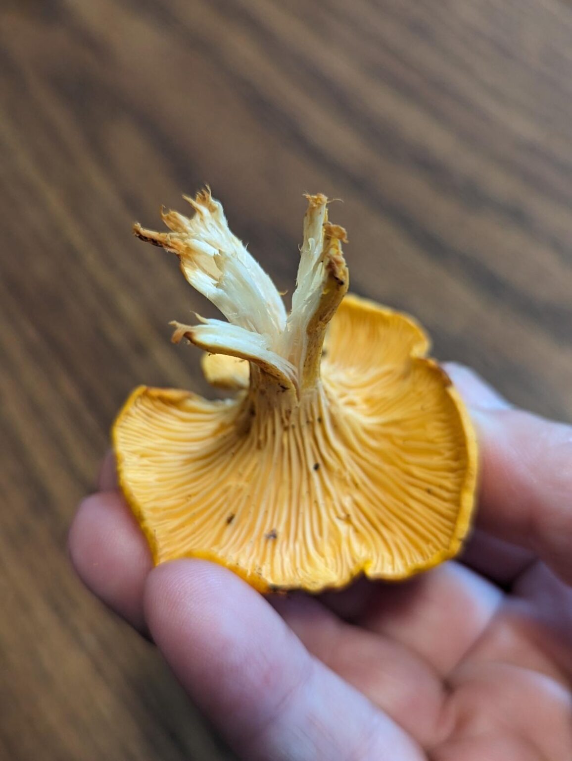 Chanterelle Identification How To Distinguish A False Chanterelle From