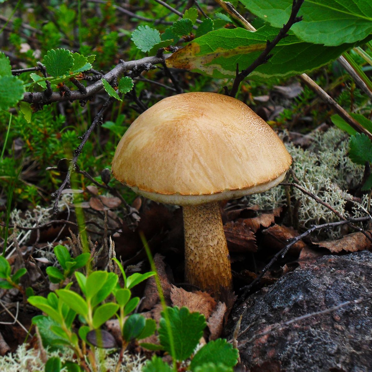 white birch bolete