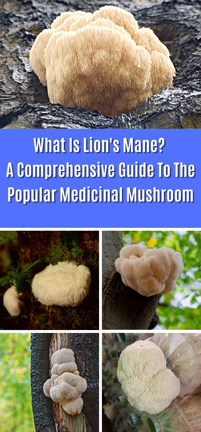 What Is Lion's Mane? A Comprehensive Guide To The Popular Medicinal