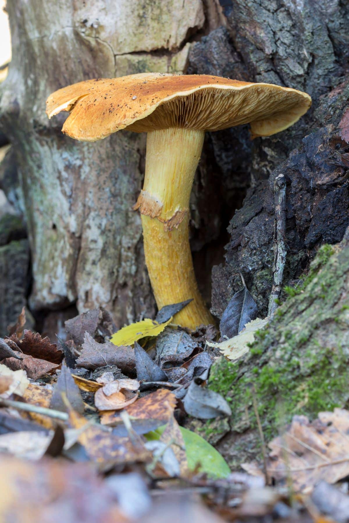 Gymnopilus junonius, syn Gymnopilus spectabilis