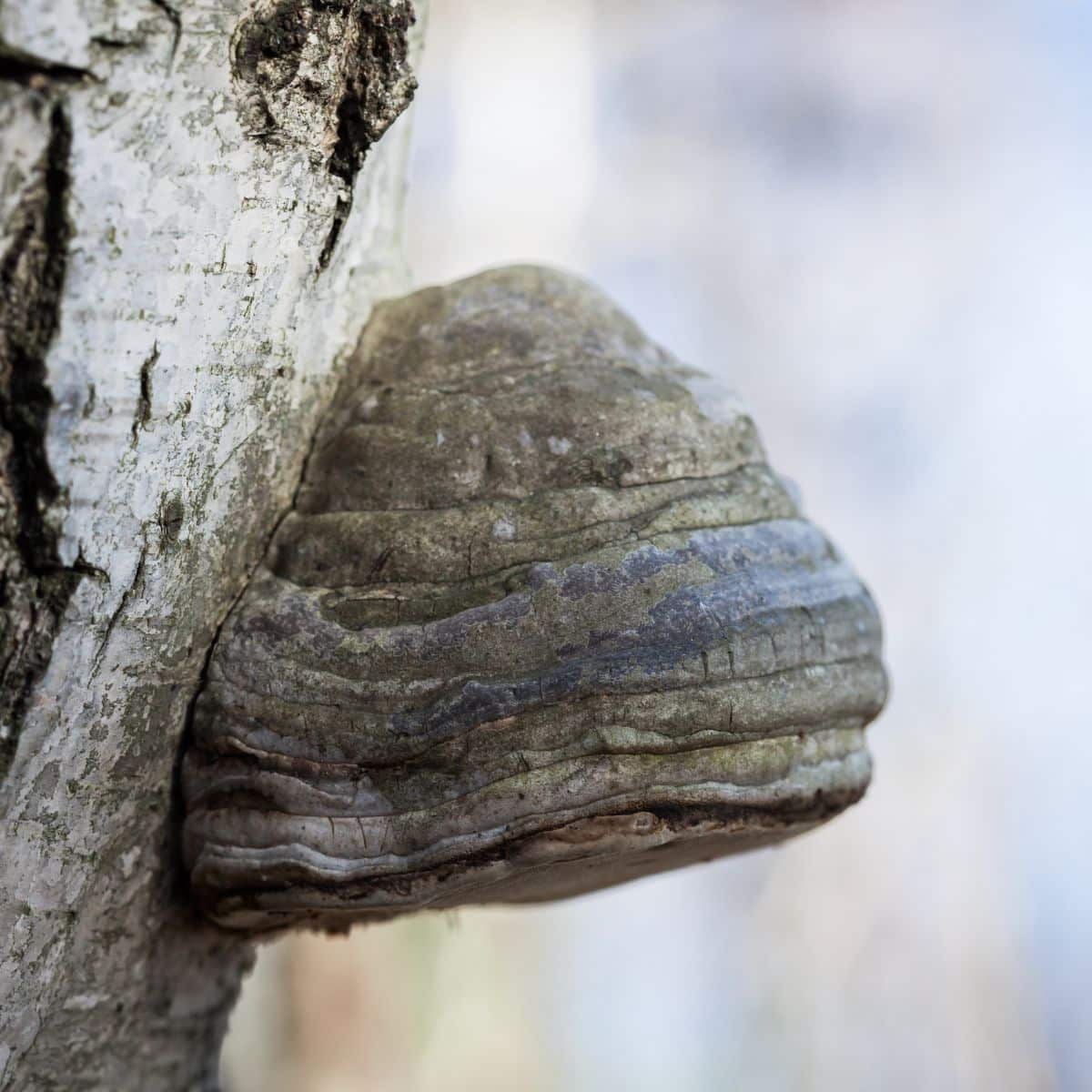 hoof fungus