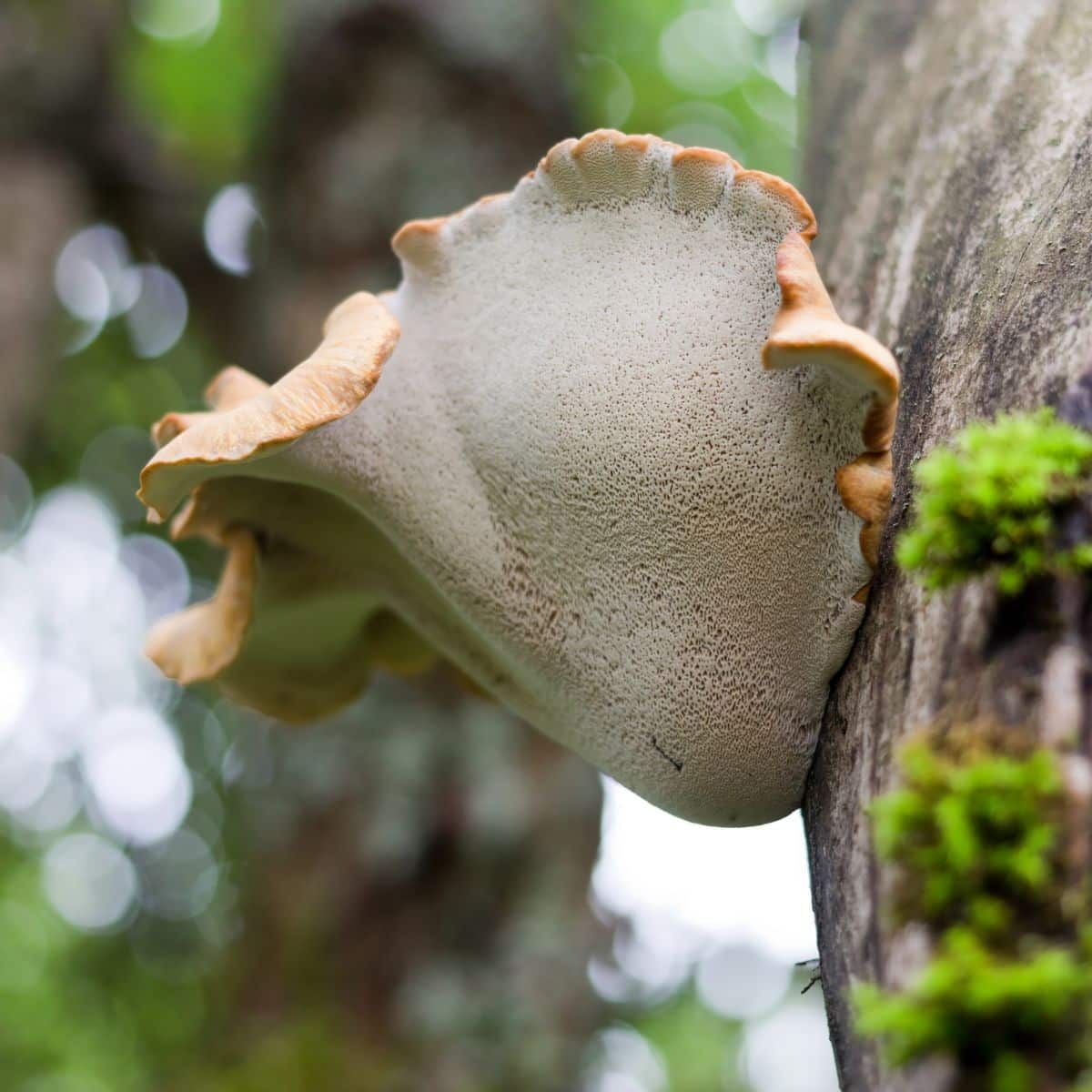 polypore pore surface